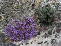Trachelium caeruleum 2, Halsbloem, Saxifraga-Ed Stikvoort